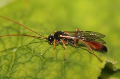 Réf. 298 549 : Hadrodactylus sp.